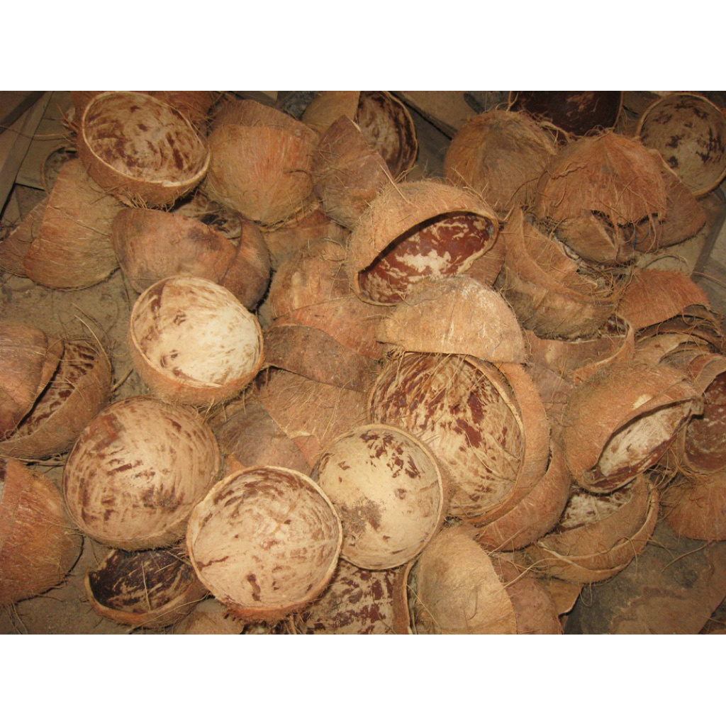 BATOK KELAPAN | BATOK KELAPA KERING