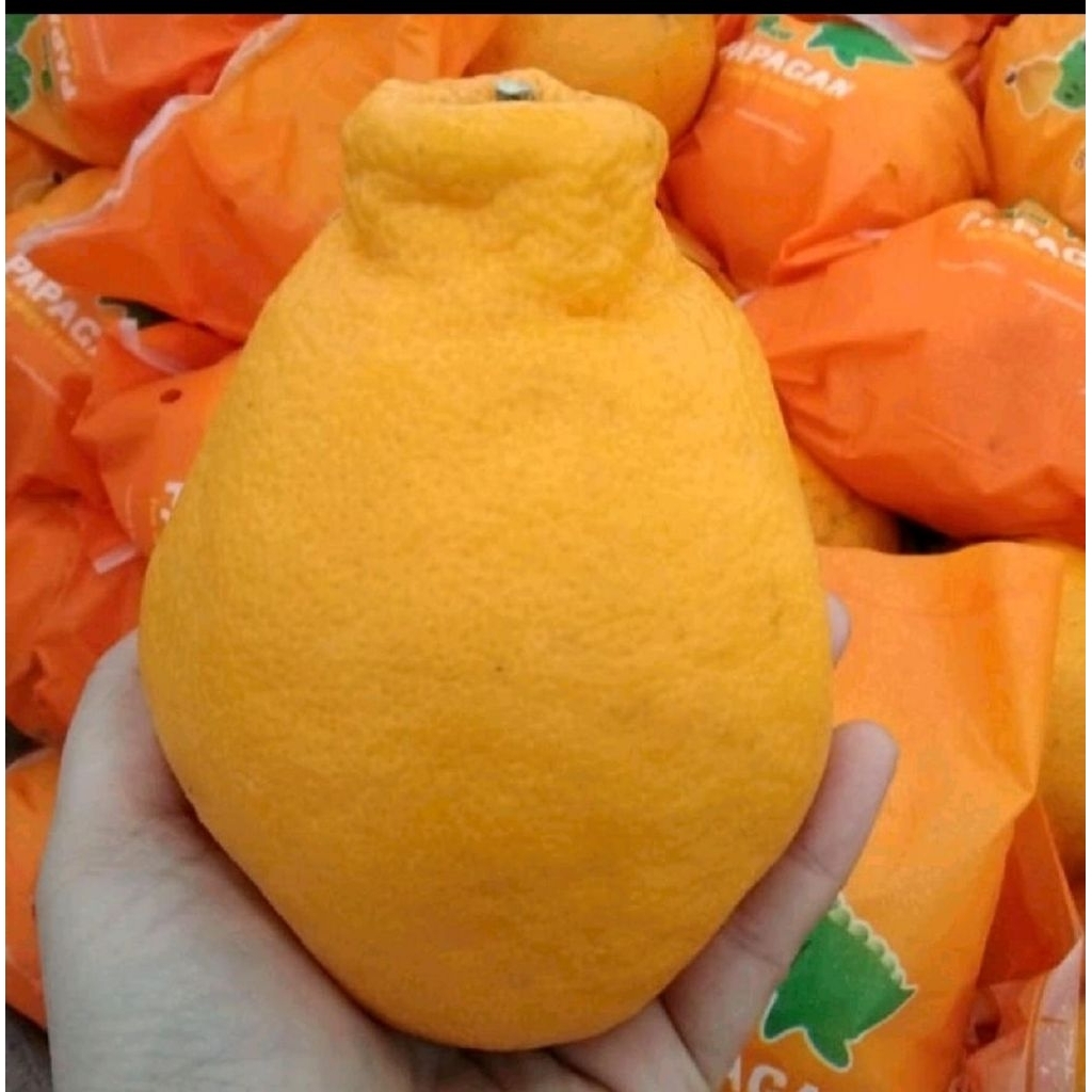 buah jeruk dekopon papagan super sweety fresh jeruk mandarin tanpa biji 1kg