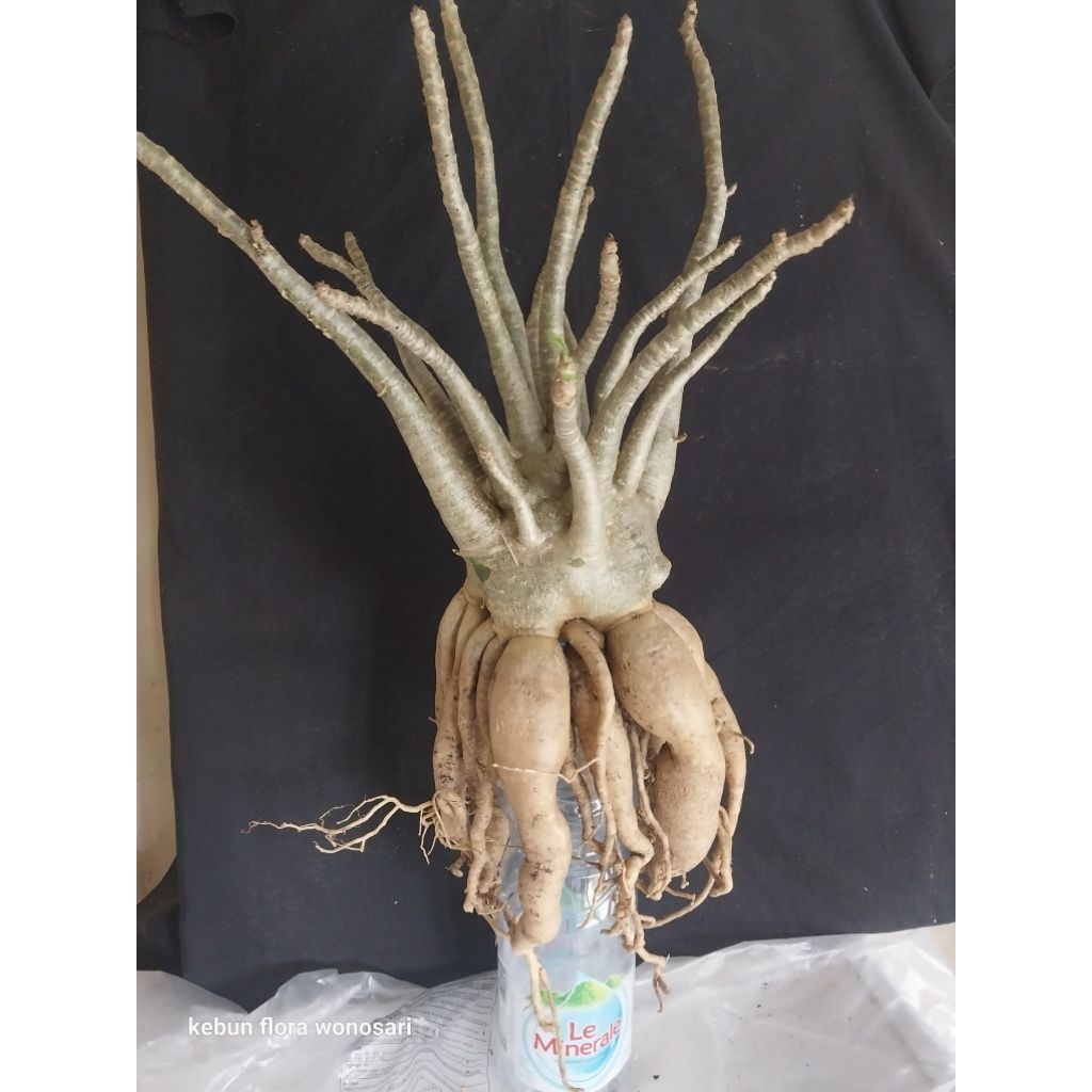 Adenium Arabicum Hibrid Golden Root Akar Emas Jumbo