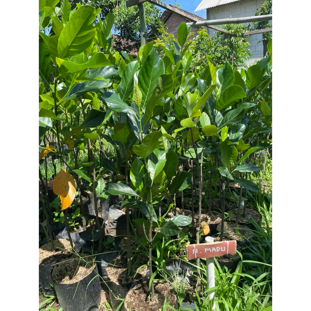 BIBIT NANGKA MADU CEPAT BERBUAH