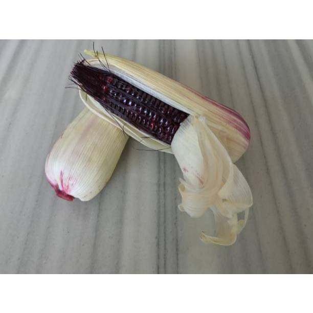 GUDANG BENIH - BENIH JAGUNG KETAN HITAM