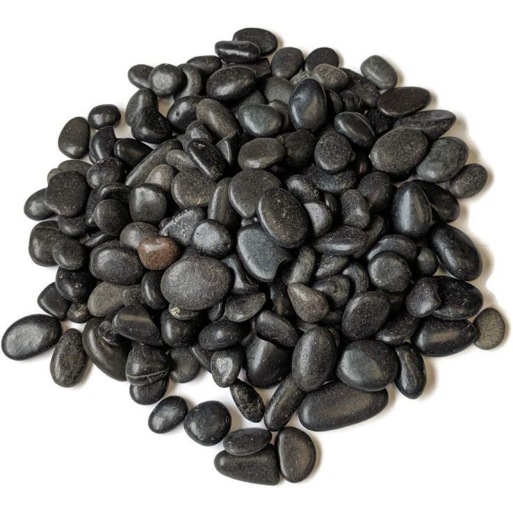 batu koral sikat hitam