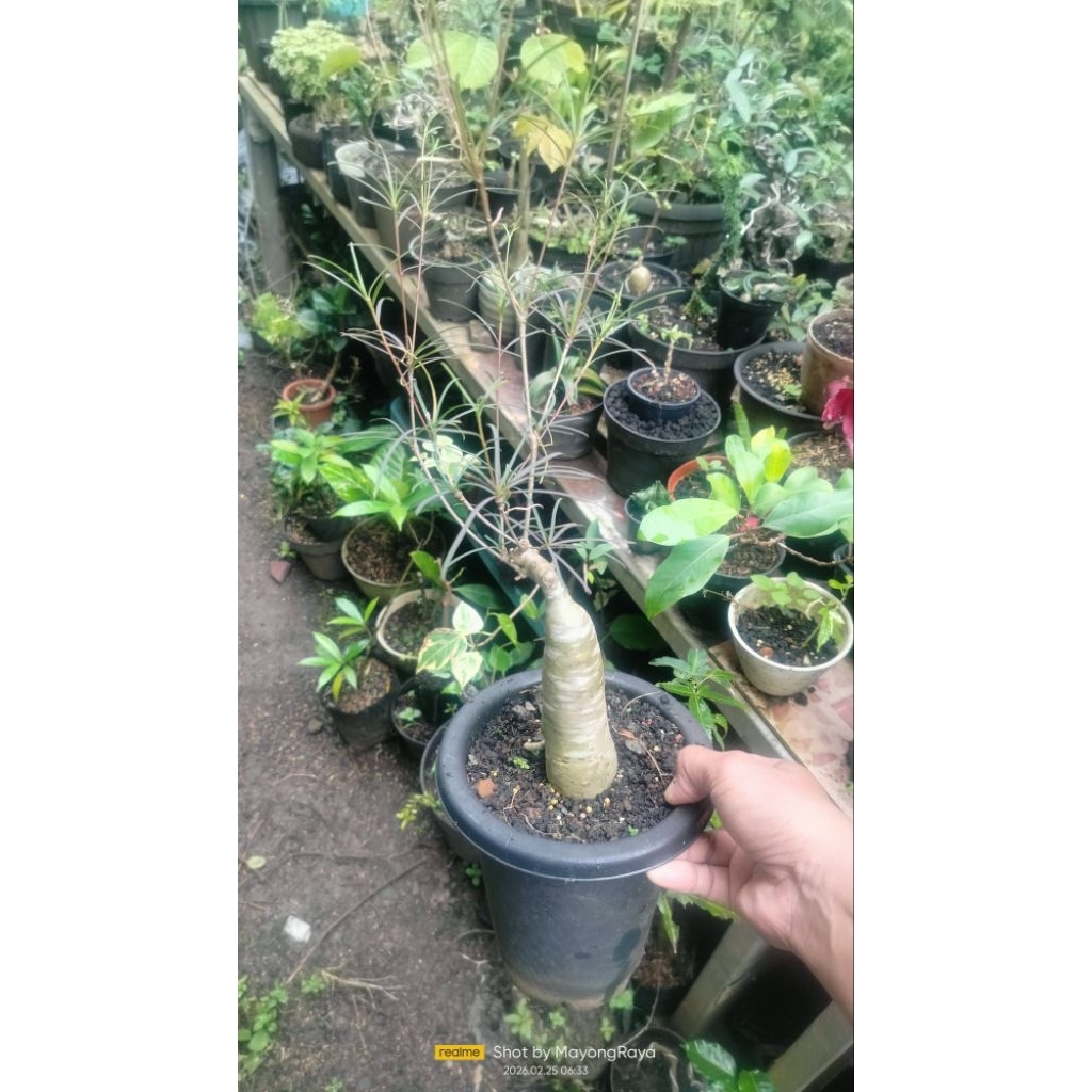 Tanaman hias import Euphorbia Hedyotoides Caudex big long