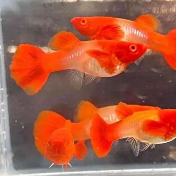 Guppy albino koi red ear sepasang