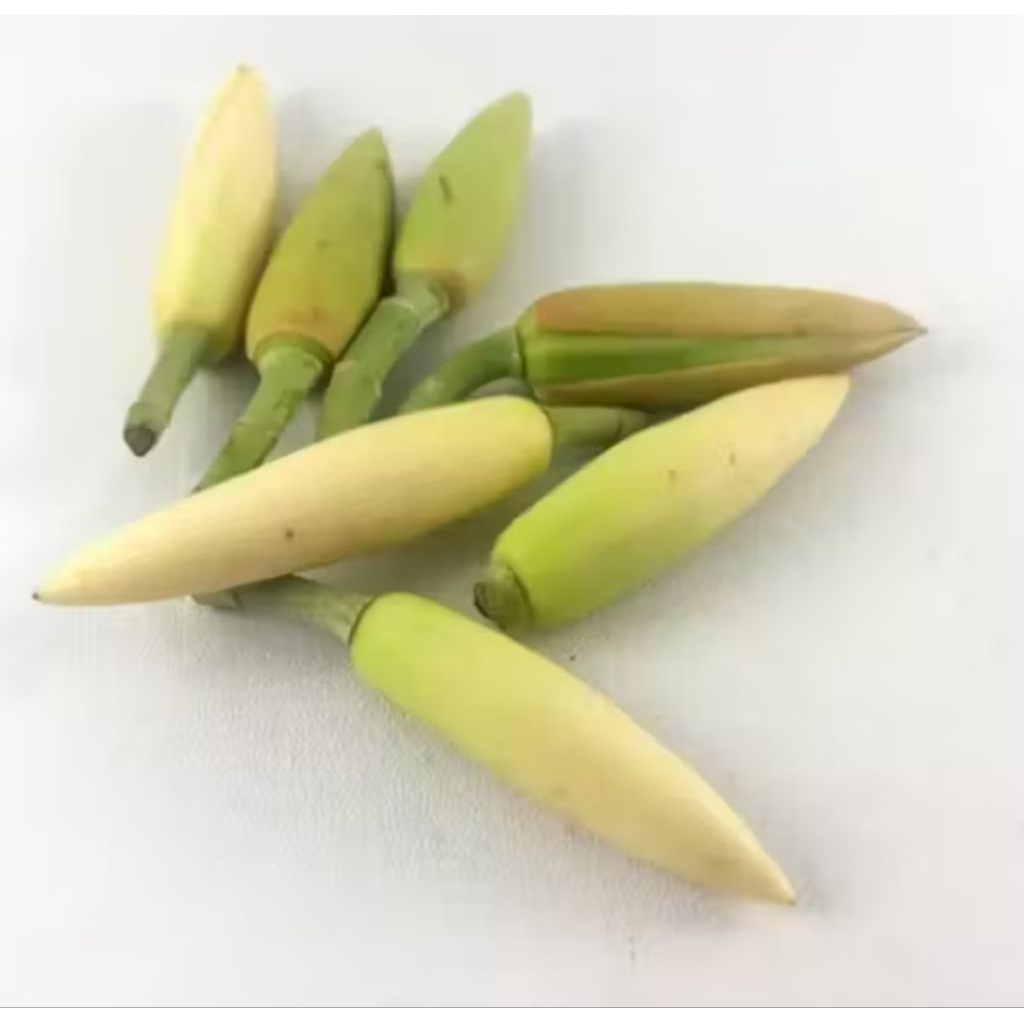 Bunga Gading Kantil Segar Putih Dan Kuning