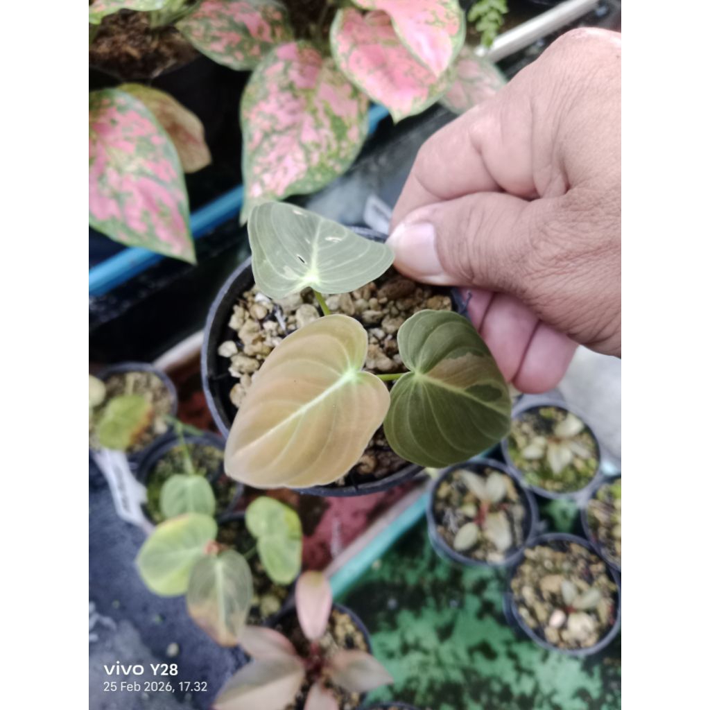 milano variegata / tanaman hias