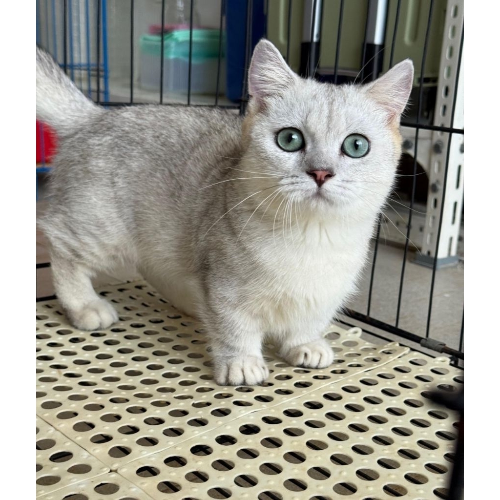 BSH mumchkin silver jantan