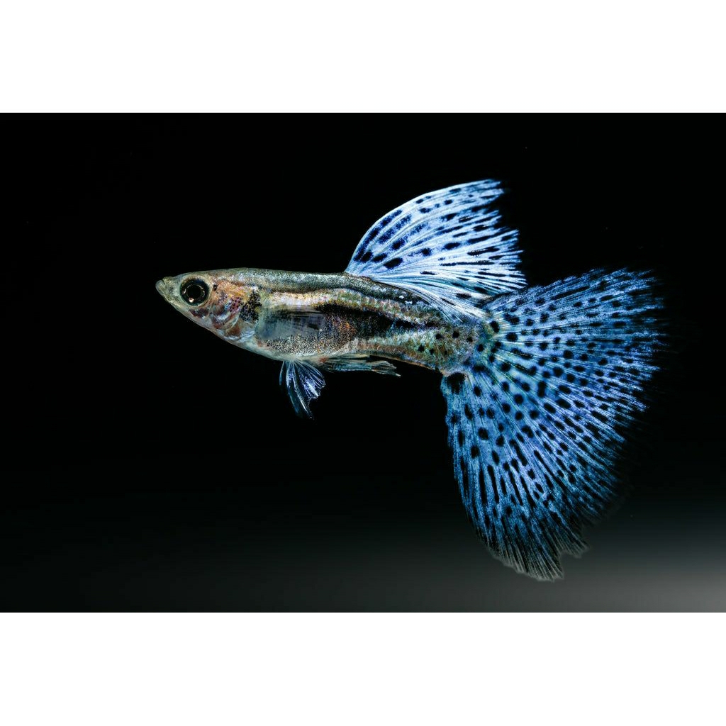 tanaman aquascape guppy blue grass