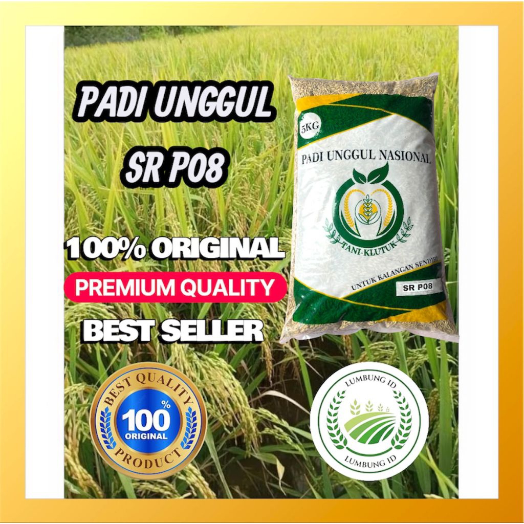 BIBIT PADI BENIH PADI UNGGUL SR P08 ULTRA GENJAH 5KG PREMIUM
