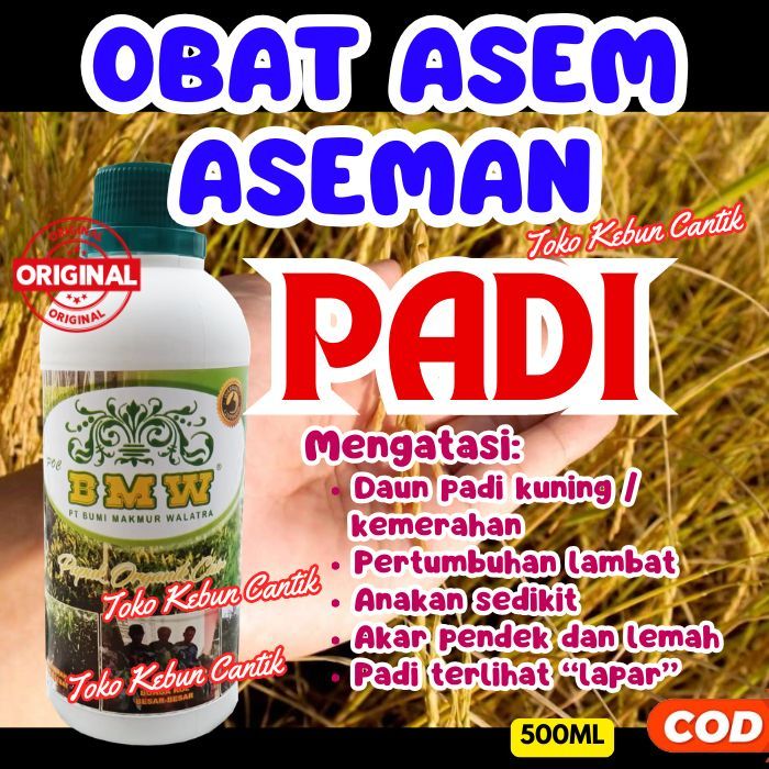 Pupuk Padi Rawa Tanah Masam | POC BMW Aktifkan Unsur Hara