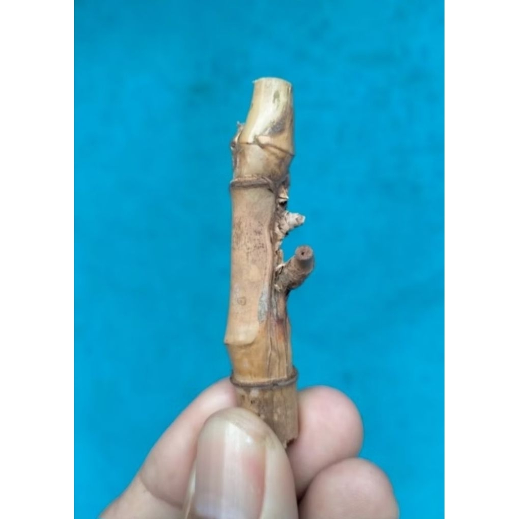 BAMBU UNIK PETUK JALU (6 CM(