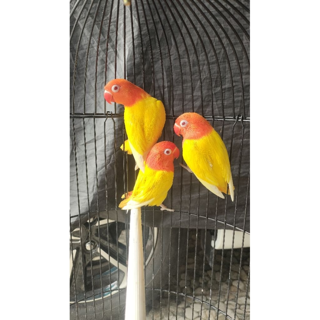 Lovebird biola lutino