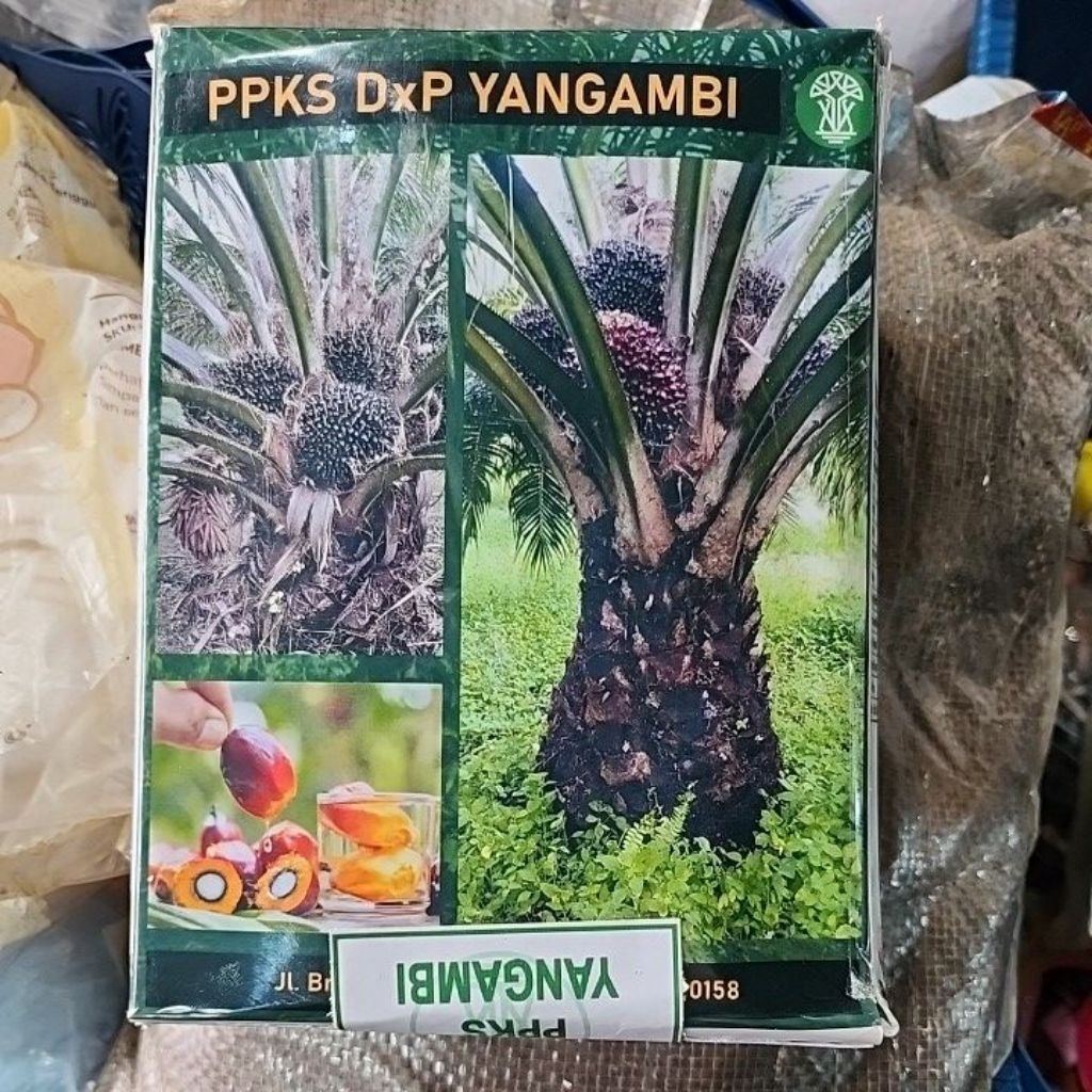 BIBIT KECAMBAH KELAPA SAWIT PPKS YANGAMBI