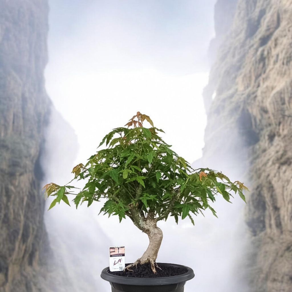 bonsai japanese maple , acerpalmatum jepang