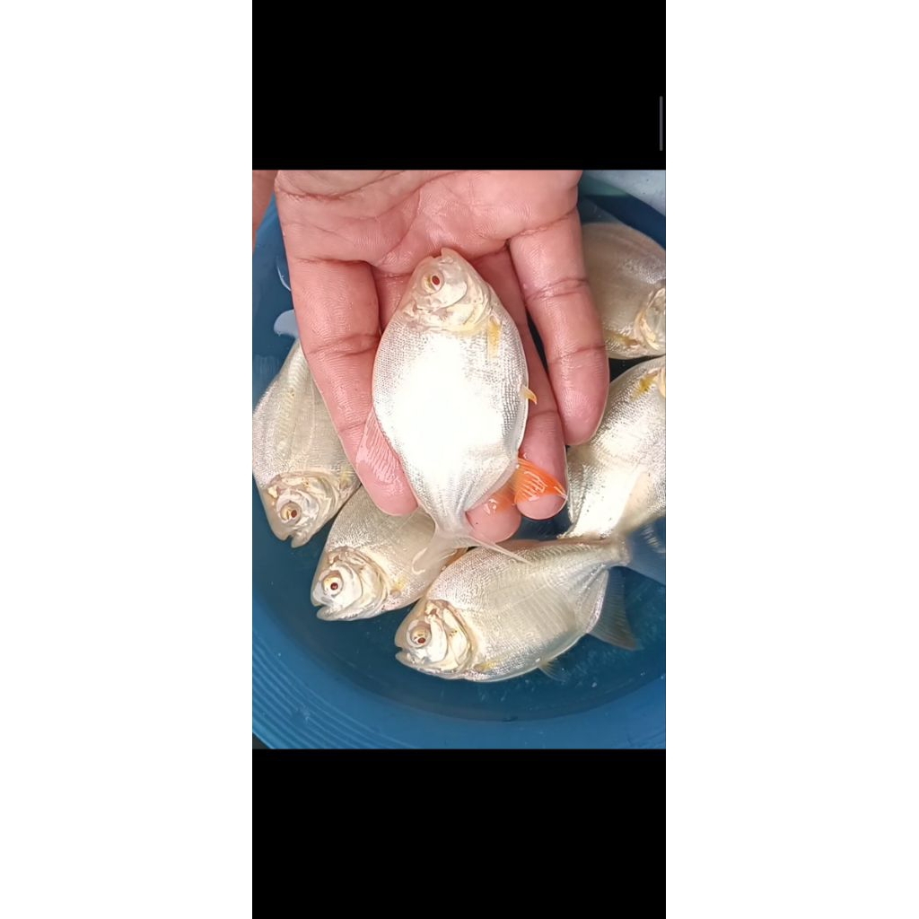bawal albino / pacu albino mata merah