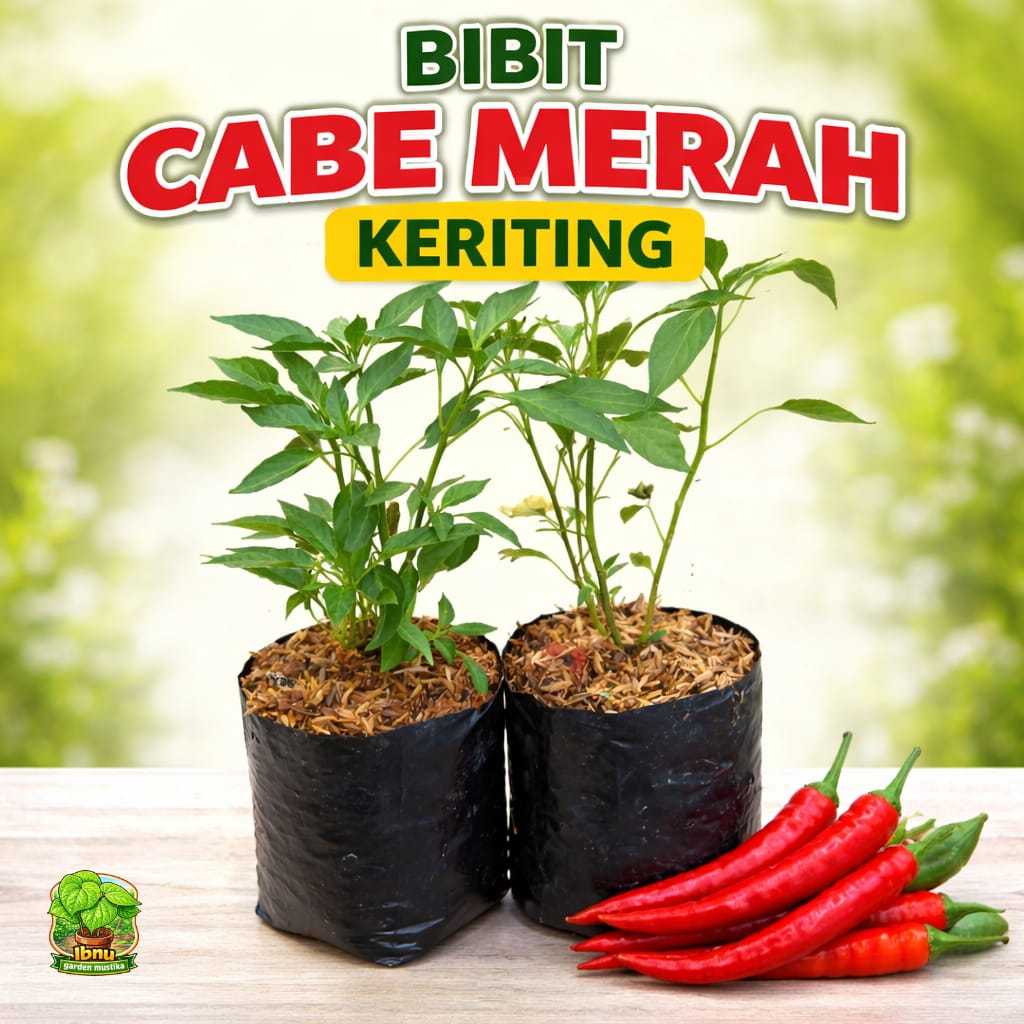 Bibit Cabe Keriting Cabe Merah Keriting Siap Tanam Bibit Unggulan