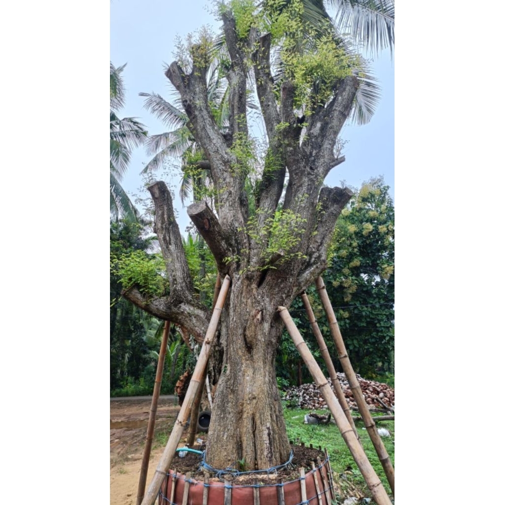 pohon asem Jawa  bonsai lingkar 2,5 meter