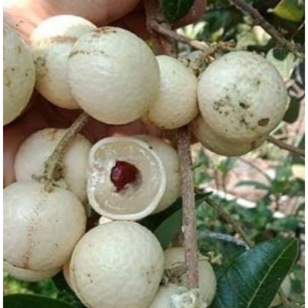 Kelengkeng matalada besar siap berbuah