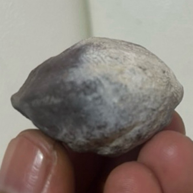 MUNCANG KEMIRI ADU JAWAAN SI DAHDIR