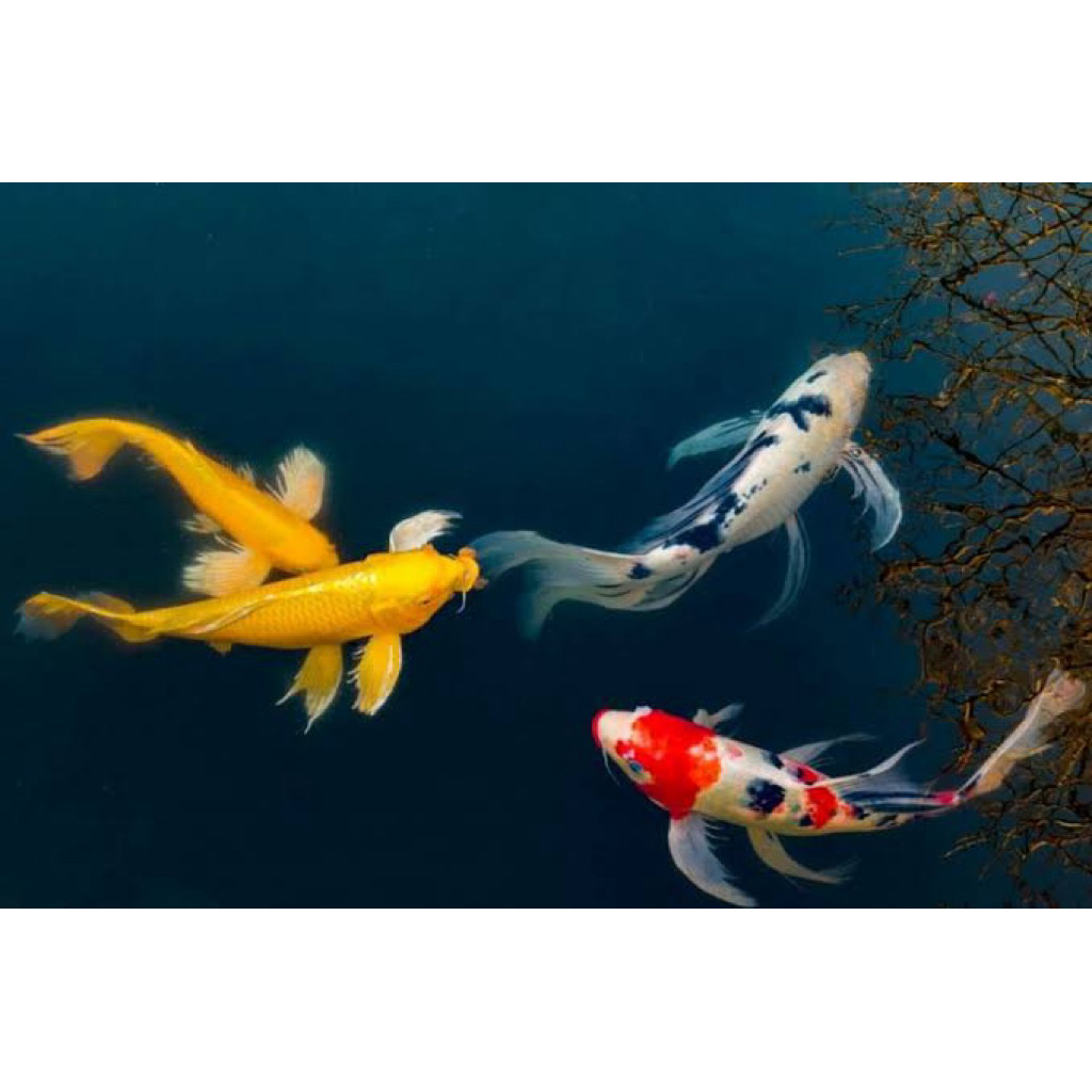 paketan 4 ekor koi slayer butterfly size 25++