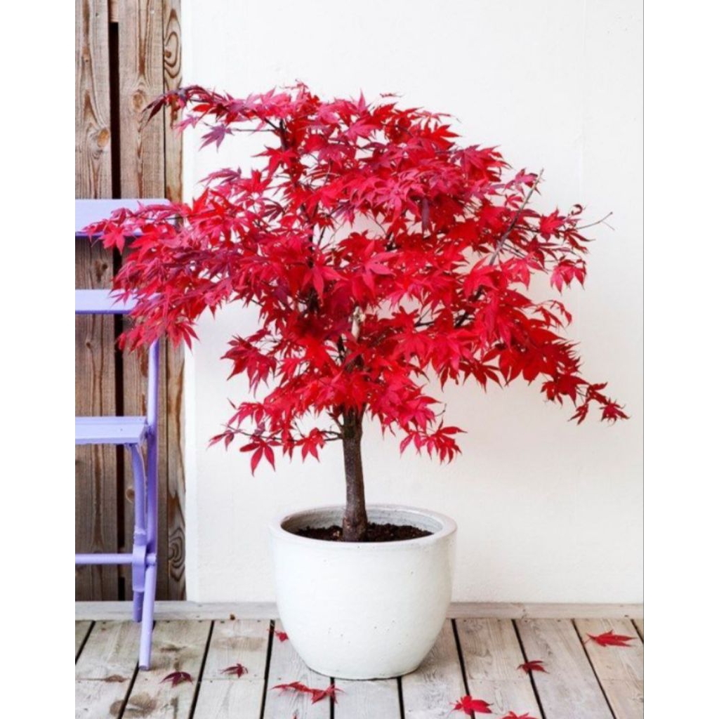 Pohon Maple Jepang (Japanese Maple)