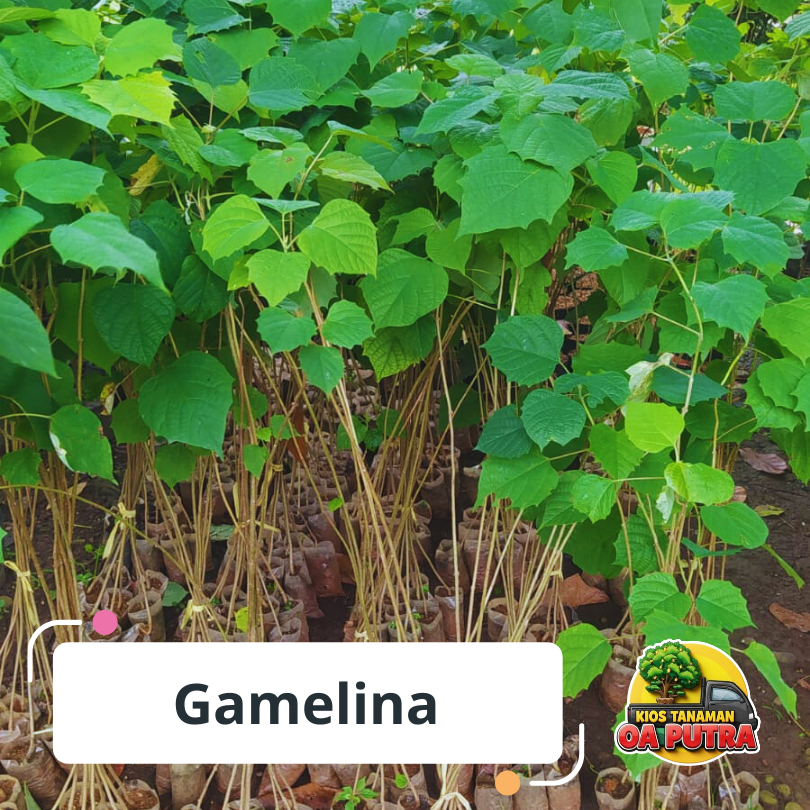 Bibit Pohon Gamelina / Jati Putih
