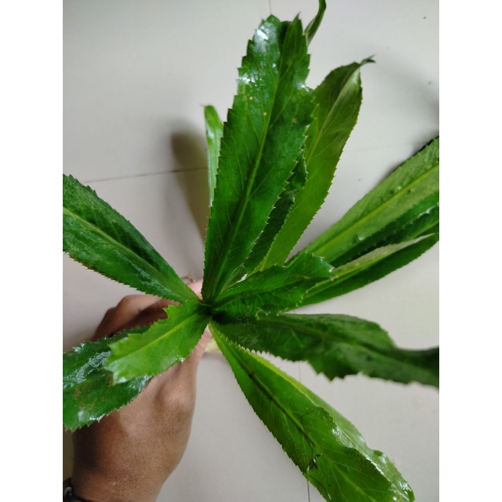 tanaman herbal walang sangit