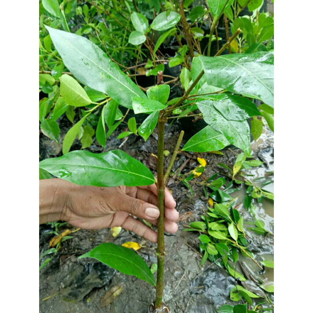 bibit Amplas putih bahan bonsai