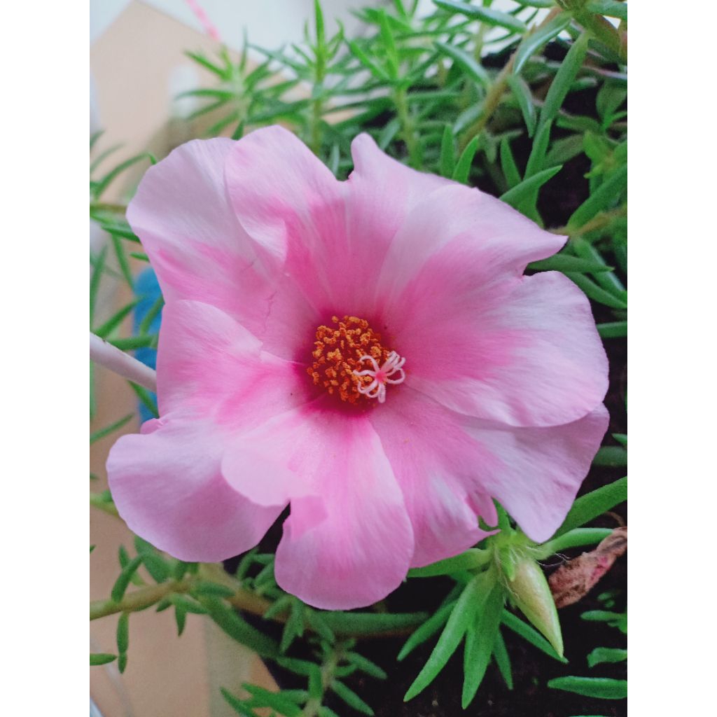 Krokot jumbo Magnolia per pot