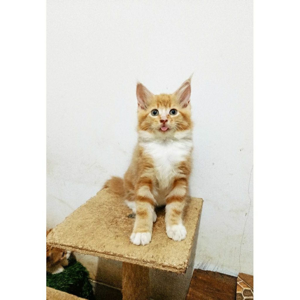 mainecoon betina Asli bukan mix.garansi