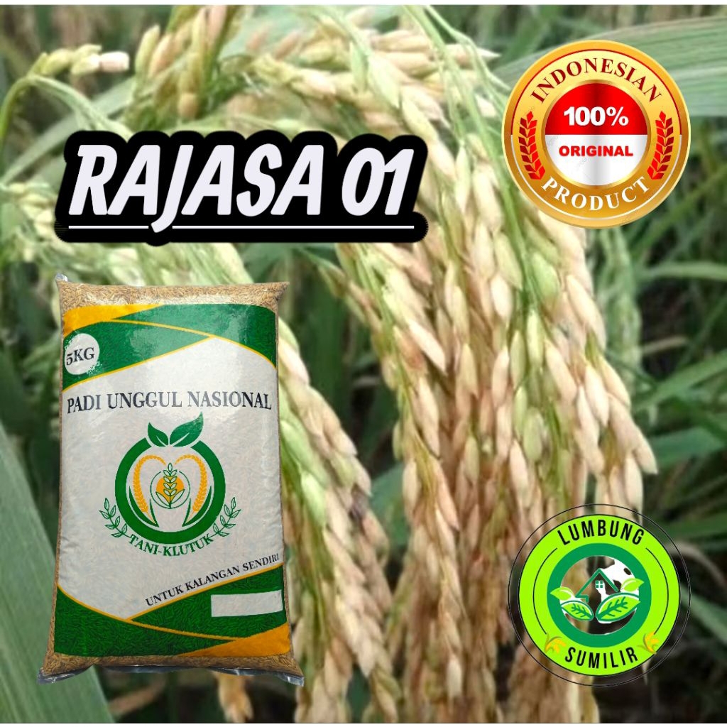 BENIH PADI RAJASA 01 KEMASAN 5KG