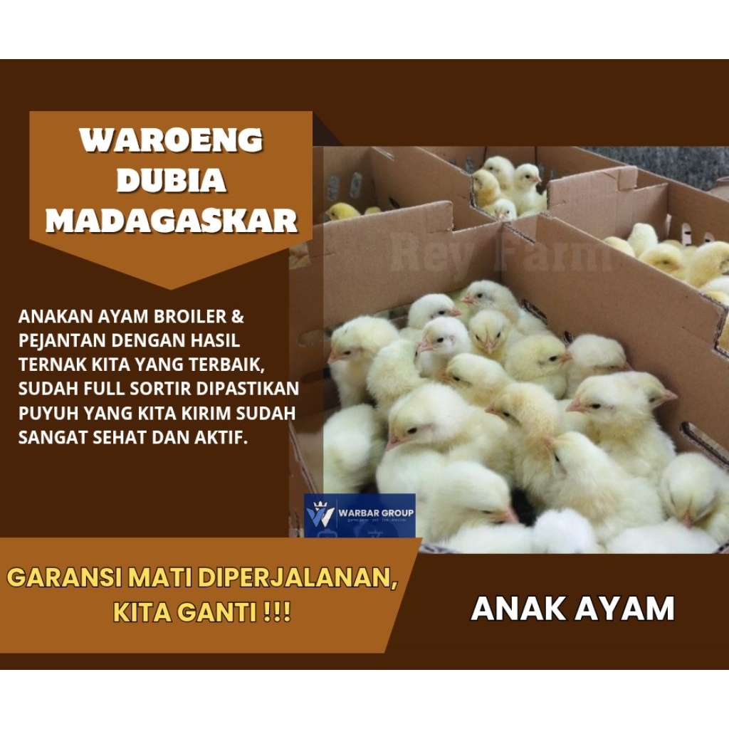 Anak ayam broiler & pejantan KUALITAS DARI INDUKAN GRADE A ( GARANSI )