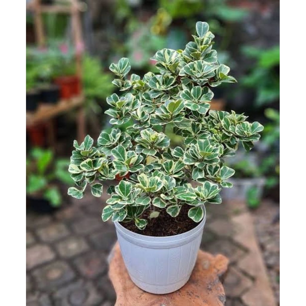 beringin kupu kupu varigata