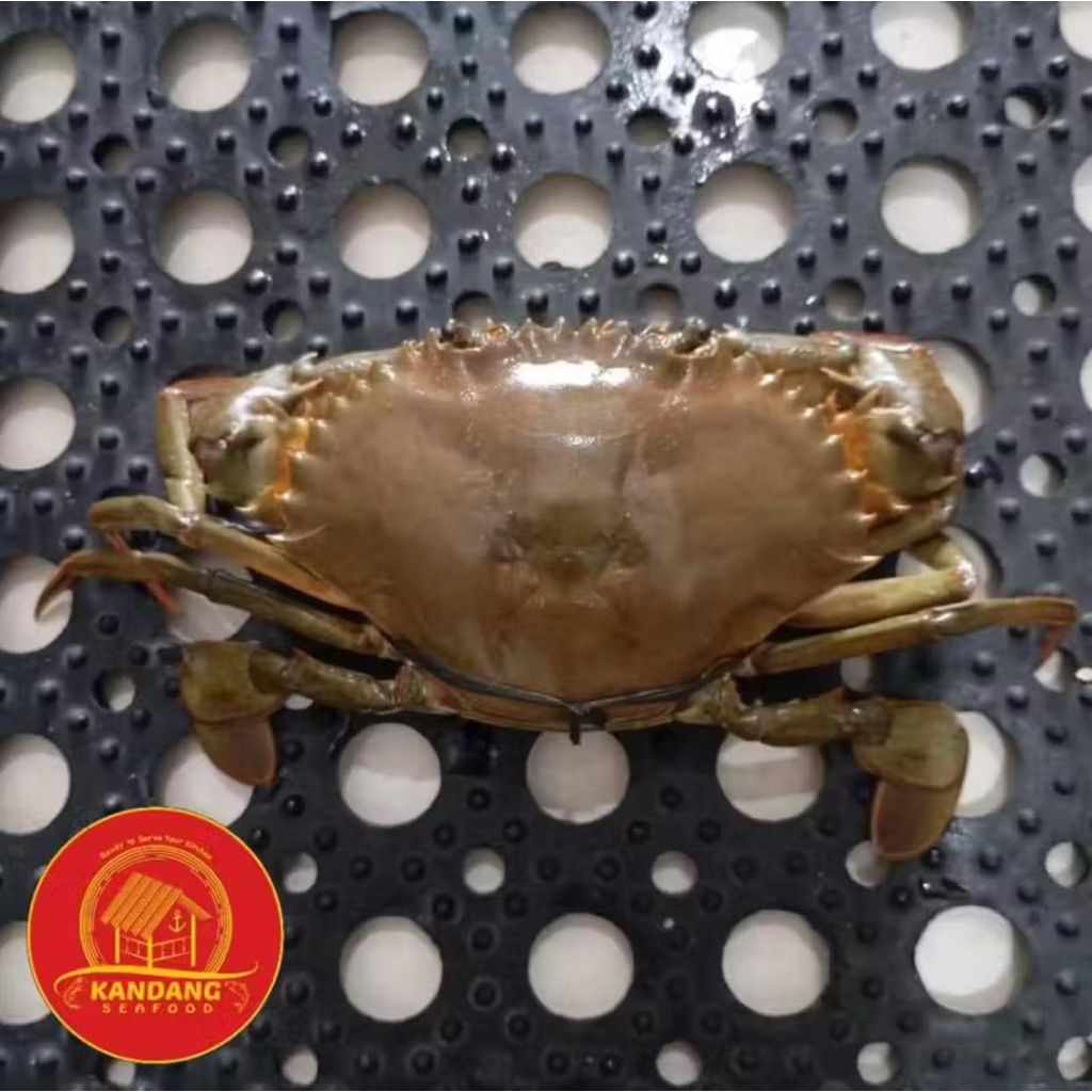 Kepiting BAKAU PAPUA Fresh Frozen (1 Kg)