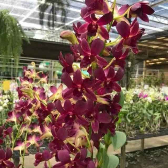 nggrek dendrobium coyote red dewasa