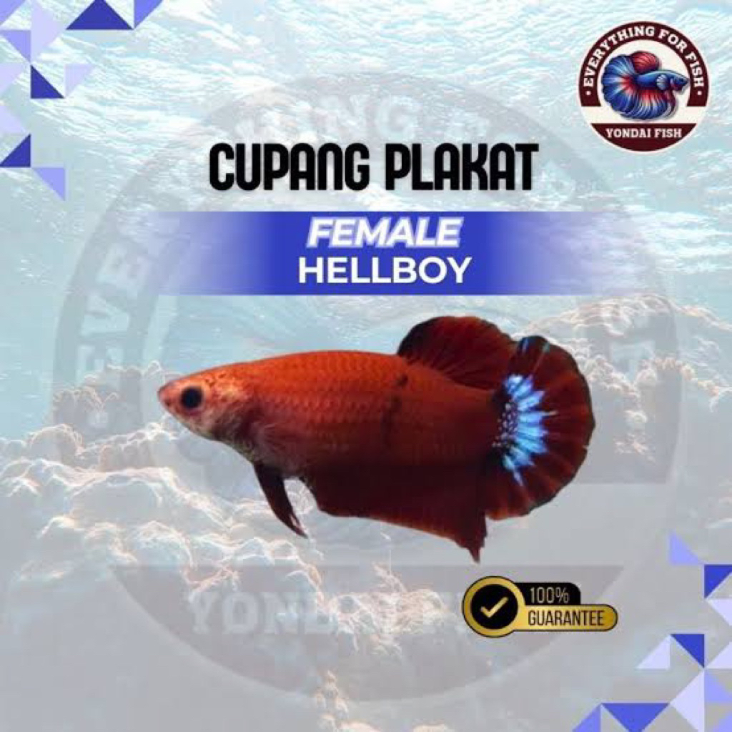 stiker betina hellboy 3 pcs