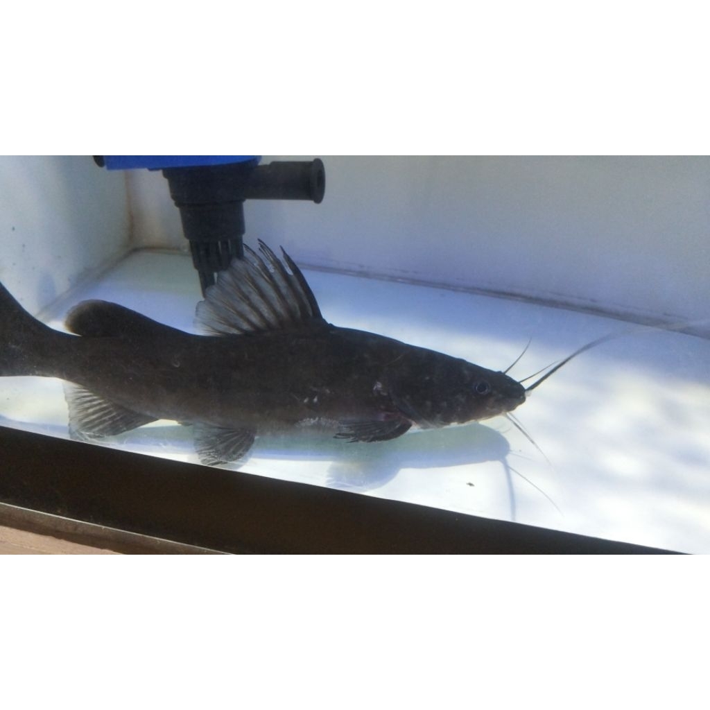 Aksesoris Aquarium Stiker Baung Jaksa Size 30 cm Hiasan Akuarium |Ikan Hias Bozz Louhan Pekanbaru|