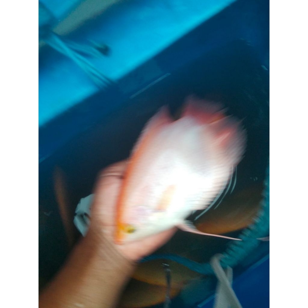 gurame padang 4 jari lebih