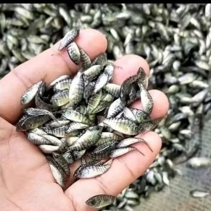 Bibit ikan mujaer untuk budidaya sehat berkualitas