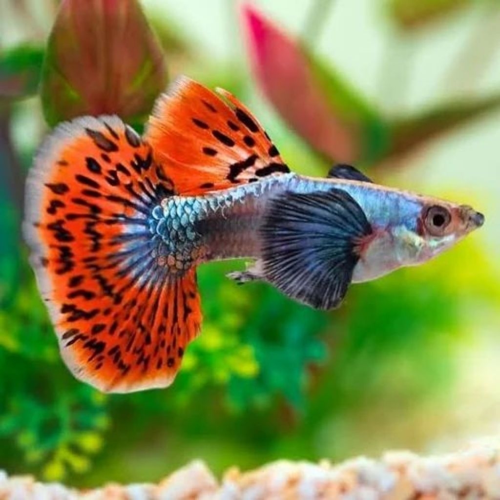 Guppy Red Dragon Termurah