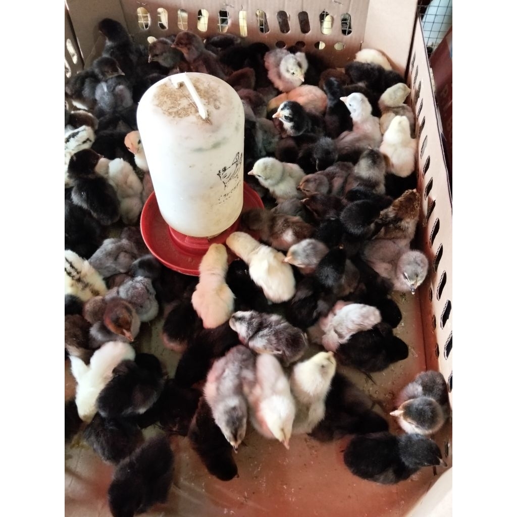 Bibit Ayam Kampung - Ayam Kampung Doc Kecil (Doc Kampung)