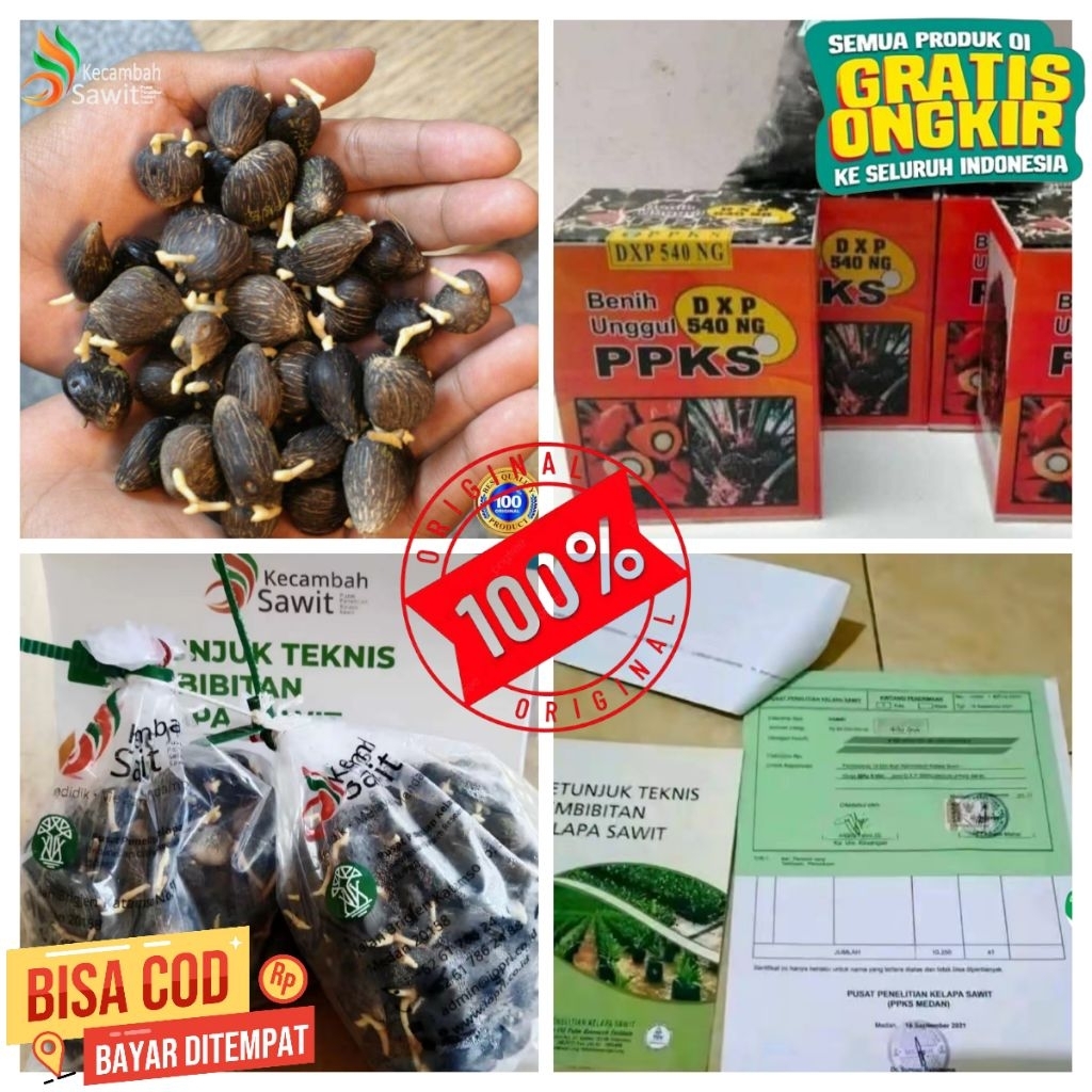 BIBIT BENIH KECAMBAH SAWIT UNGGUL DXP PPKS MEDAN ORIGINAL + SERTIFIKAT RESMI 250 butir