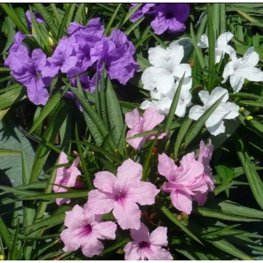 Paket 3 warna tanaman Ruellia simplex Lorea
