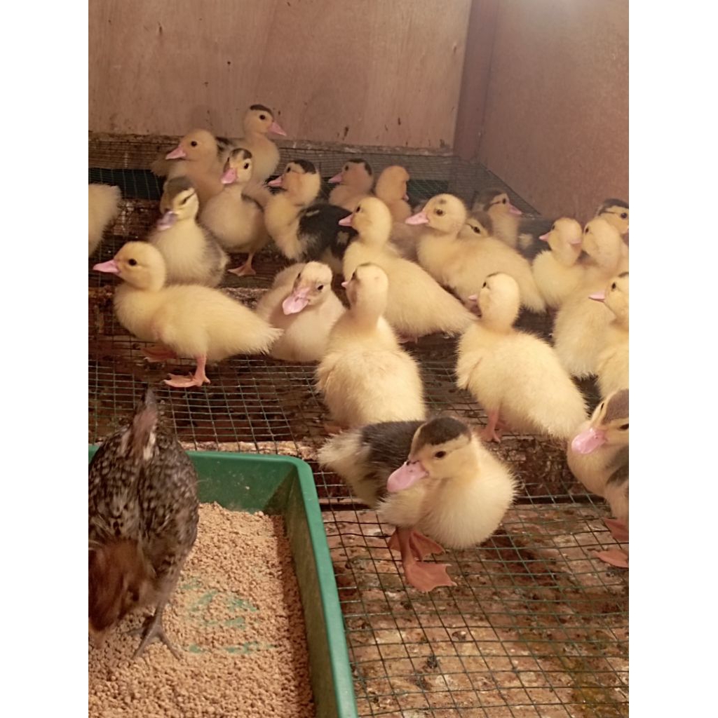 Doe entok umur 3 Minggu