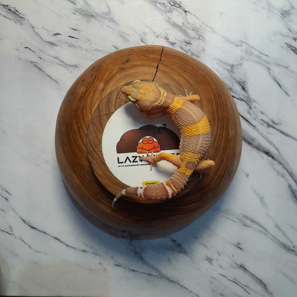 Mainan Anak GECKO Chocolate atau Black Night BN Albino, Choco