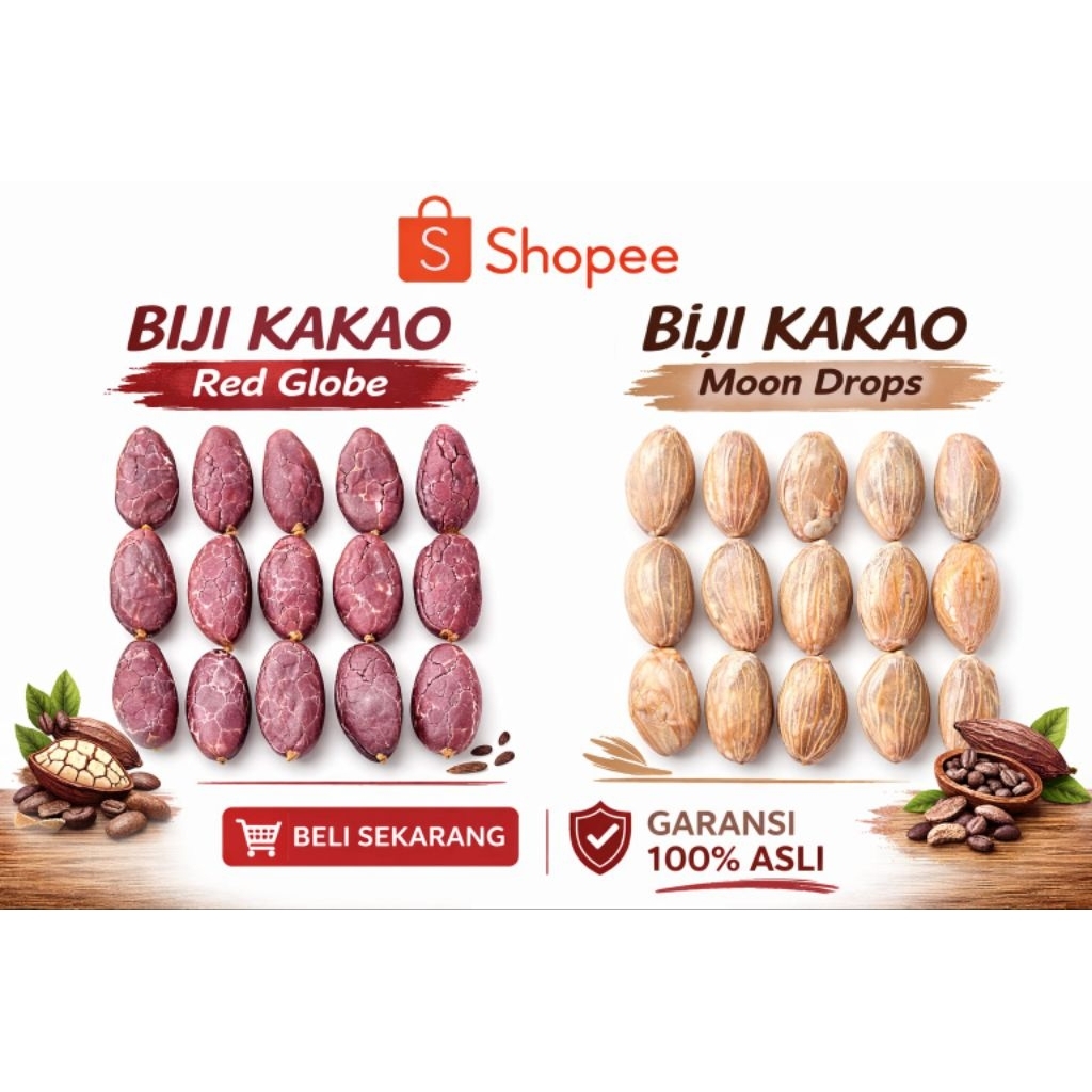 Biji kakao/Coklat Sulawesi MCC02 asli klon 45 segar siap untuk di semai