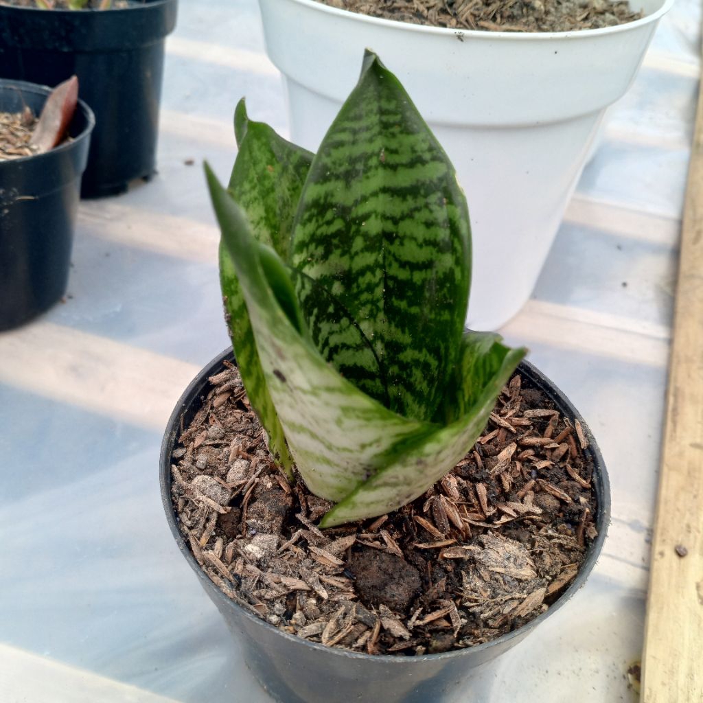 SANSEVIERIA /LIDAH MERTUA PAGODA