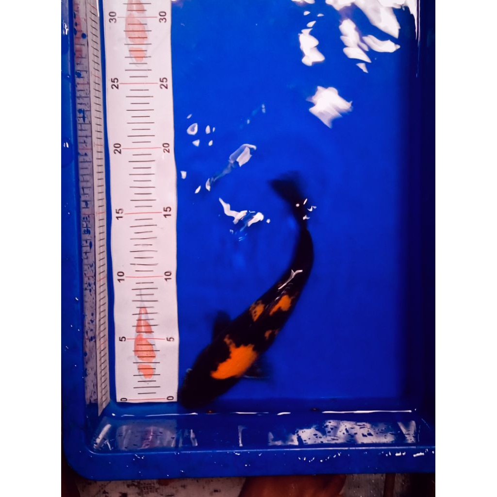 Ikan Koi BLiTar JeNis hi Showa size 23 cm