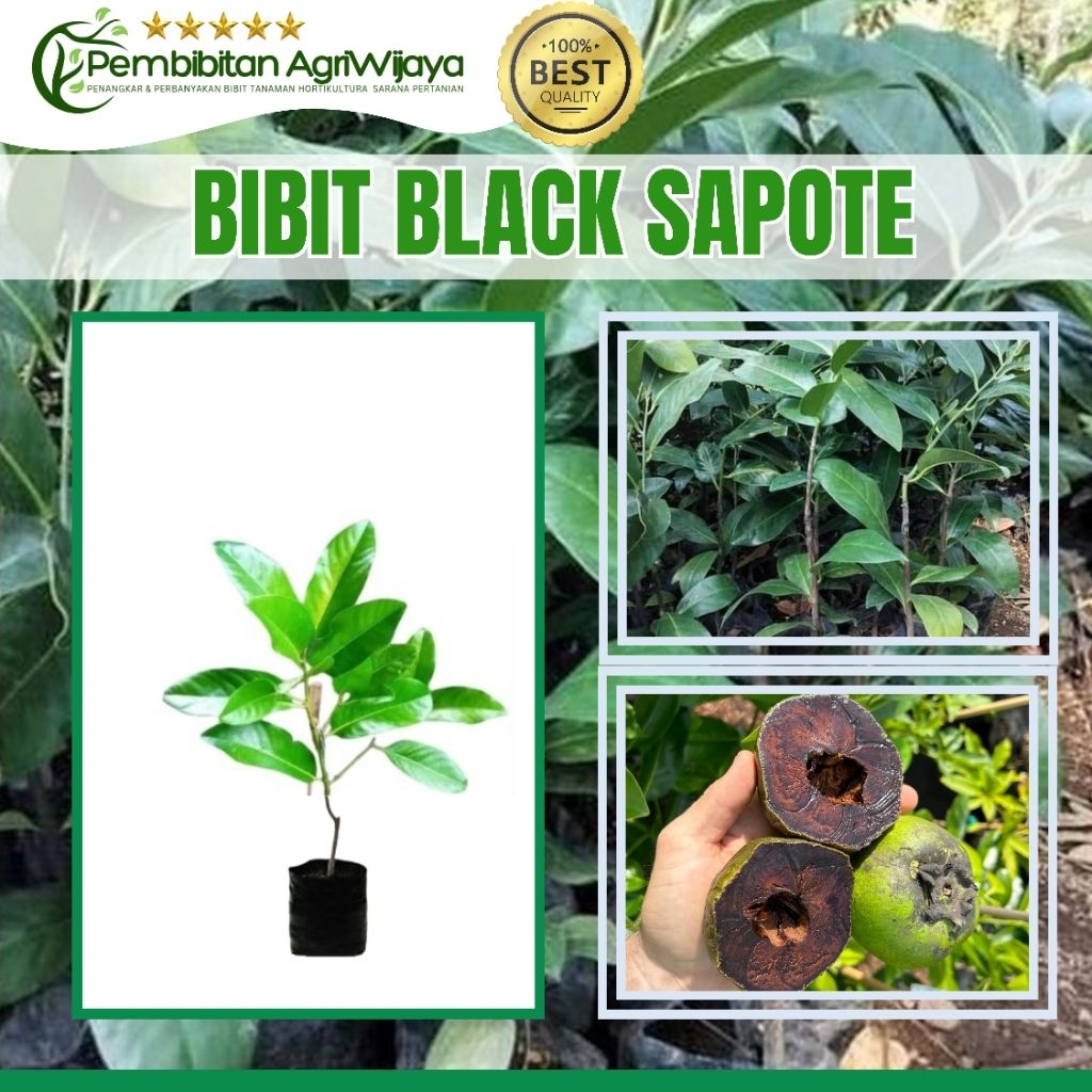 Bibit Black Sapote Giant Super Unggul Hasil Cangkok dan Okulasi Tanaman Tabulapot Cepat Berbuah Orig