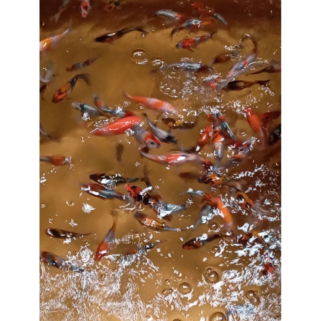 ikan koi Blitar minions ++ jeNis showa ginrin non ginrin, shiro Ginrin non ginrin size 7---9 Cm (RAN